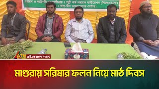 মাগুরার রসুলপুরে বারি সরিষা-১৪ চাষ নিয়ে অনুষ্ঠিত হলো ‘মাঠ দিবস’। ATN Bangla News