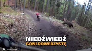 Niedźwiedź goni rowerzystę