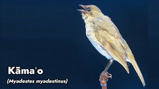 Cantos de Aves Extintas Nr. 12 - Kāmaʻo