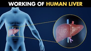 Working Of Human Liver | Anatomy And Physiology Of Liver (3D Animation)