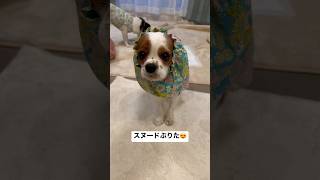 【キャバリア】スヌードぷりた😍【スヌード】 #dog #犬 #cavalier #ブレンハイム #チワワ #cute #いぬすたぐらむ