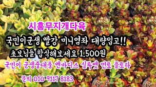 #시흥무지개다육#신상중대품핫한가격#벤바디스#미니염좌대량입고#플로라#먼로#실루엣