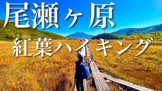 【ハイキング・紅葉】尾瀬ヶ原 週末にふらっと紅葉ハイキング 鳩待峠〜山の鼻周辺散策