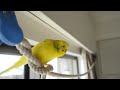 春の陽気に誘われておしゃべりするセキセイインコ　budgie is chatting in the cheerful mood of spring