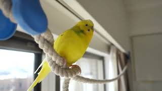 春の陽気に誘われておしゃべりするセキセイインコ　Budgie is chatting in the cheerful mood of spring