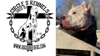 Trailer: Dogo Argentino - Circle S Kennels