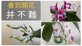 蘭花養護，養好蝴蝶蘭，掌握三個生長階段的澆水施肥，開花不是問題5/9/2022