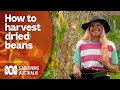 Tips for harvesting dried beans | Gardening 101 | Gardening Australia