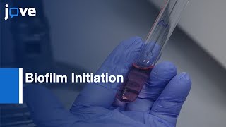 Biofilm Initiation Determination  on Virus-infected Cells | Protocol Preview