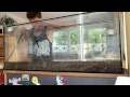 Aquarium Setup Axolotl Tank (Ambystoma mexicanum) - How to set up an Axolotl Tank