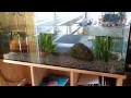Aquarium Setup Axolotl Tank (Ambystoma mexicanum) - How to set up an Axolotl Tank