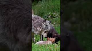 নেকড়েকে কেন পালন করা যায় না  why wolf can't be pet