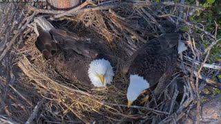 Clive brings a stick he places on the rail | Captiva Eagle Cam | Dec 10, 2024