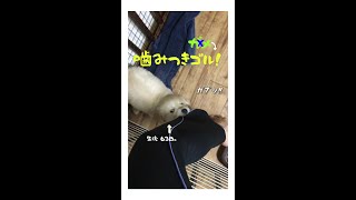 ピラニアのようなゴールデンレトリバー子犬です❣️ GoldenRetriever Hana :) はななん日記♡ #Shorts