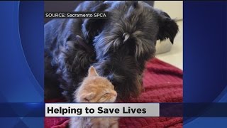 Sacramento Dog Donates Blood To Help Kittens See