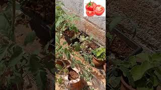 மாடி தோட்டம் தக்காளி செடி பூ உதிர்தல் #tomato #shorts #gardening