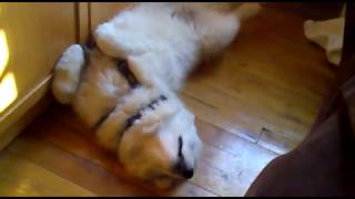 FUNNY Samoyed Sleeping