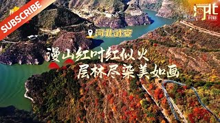 漫山红叶红似火，层林尽染美如画，一起到武安赏红叶啦~ | Hebei Moment河北：精彩时刻的记录者