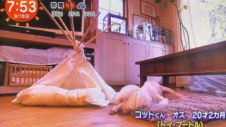 「めざましテレビ『きょうのわんこ』出演後に愛犬が謎の急死…SNSで物議を醸す衝撃の展開」