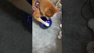 サッカーボールを食べる柴犬