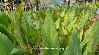 Variety Ginger and Turmeric#Paulose Urumbanal#Antony Muniyara Vlogs