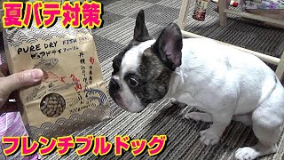 【夏バテ対策】これで今夏も乗り切るぞ！　食欲不振のフレンチブルドッグ『ぶーちゃん日記』