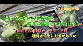 【家庭菜園日記】余っていたそら豆の種を晩冬に播種してみた。【そら豆の播種、定植】【検証】