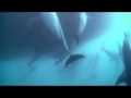 Sardine Run