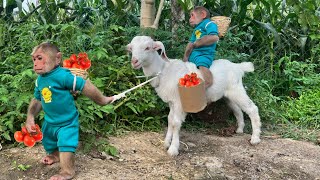 CUTIS & Goats Enlisted Harvesting Fruit To Make Smoothies