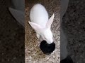 Smart pet Guplu || Rabbit is drinking water #खरगोश #pets #bunny #shorts #youtubeshorts