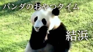 【パンダ】結浜のおやつタイム【アドベンチャーワールド】