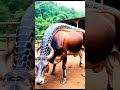 A strange horse has a big snake on its back