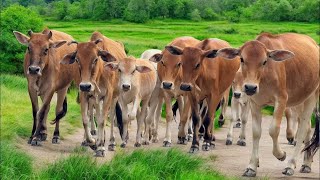 Video of Herding Cows in Gembala Village to the Livestock Pen - Cow Sounds