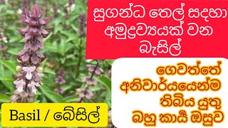 මෙපමණ වටිනා ආර්ථික බෝගයක් ඇයි අපි වගා නොකරන්නේ / බැසිල් / බේසිල් / Basil