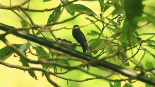 小卷尾育雛, The Bronzed drongo parent feeding babies