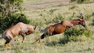 Red Hartebeest: Lyre Shaped Horn Antelope