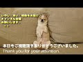 秋の散歩に出かけるスムースチワワ🐶💛　ご機嫌でマーキング連発💘 chihuahua s walking outside. chiwawa tiwawa hogoken