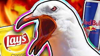 Why Seagulls Should Go Extinct