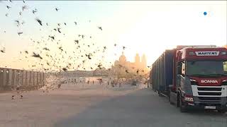 Lâcher de pigeons à Marseille