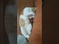 Relaxing Cat | Lara | funny cats | Pussy Cat Lara & Morty