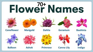 flowers names in English| learning flower| nursery syllabus| flower names| LKG syllabus