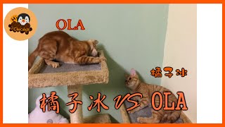 【巧克力】『橘子冰的日常』－ 橘子冰 VS OLA