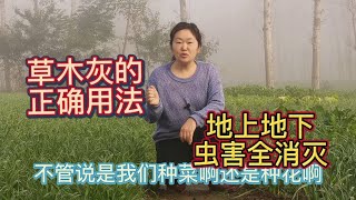 草木灰別用錯了，掌握這4個正確用法，地上地下蟲害全消滅，促長又增產/如何正確使用草木灰