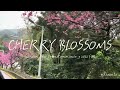 cherry blossoms｜garden new town community 花園新城 櫻花 cherryblossom 花園新城 爬蟲少女yihsuan 賞花 漫步 拍照