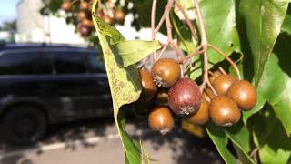 wild service tree (Sorbus torminalis) - fruit - October 2017