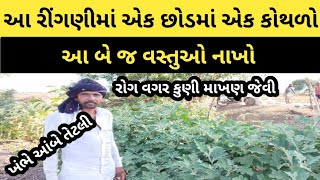 આ પ્રકારની રીંગણીમા એક છોડમાં એક કોથળો રીંગણા આવશે | આ બે વસ્તુઓ નાખો |