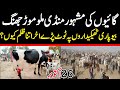 Today Malumor Mandi Jhang Rates Update | Cows Fresh Rates Update | Cow Mandi