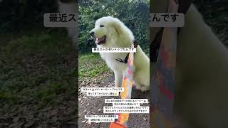 犬も気圧の変化で体調崩します。#愛犬#ペット#低気圧#台風