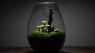 Enokitake Mushroom Terrarium [Flammulina velutipes]