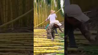 Ide cerdas memanen bambu kuning untuk dijadikan kerajinan tangan #shorts